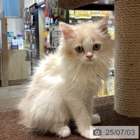 マンチカンの写真