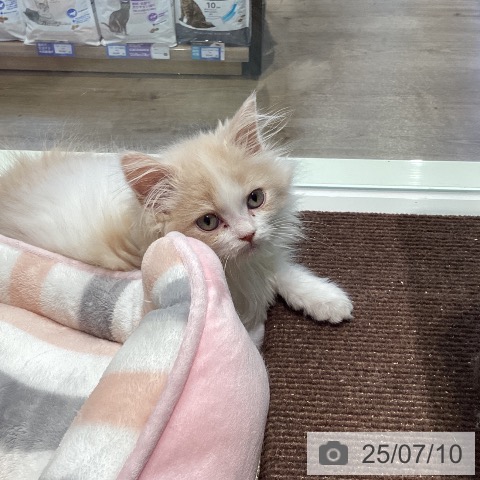 マンチカンの写真