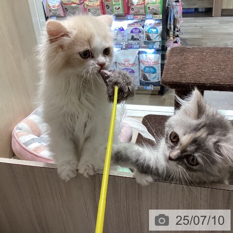 マンチカンの写真