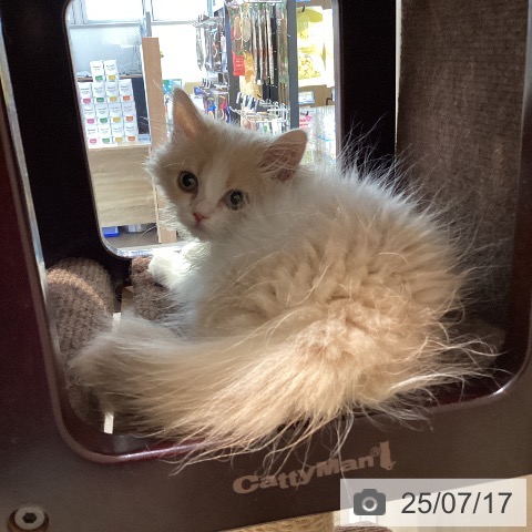 マンチカンの写真