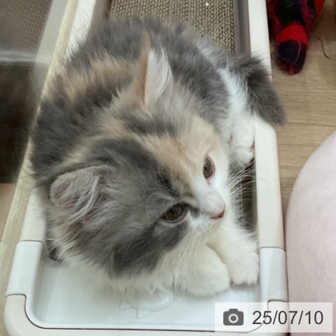 ラガマフィンの写真