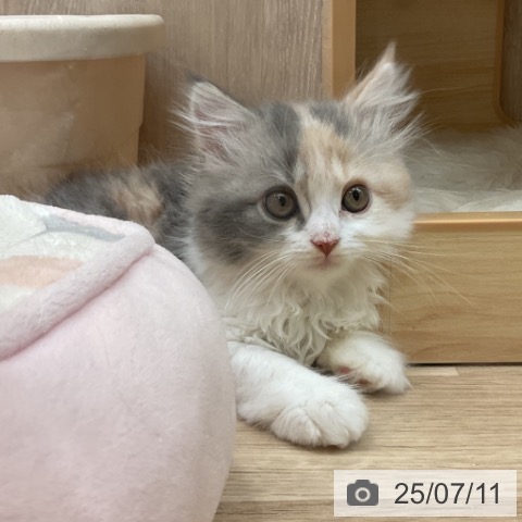 ラガマフィンの写真