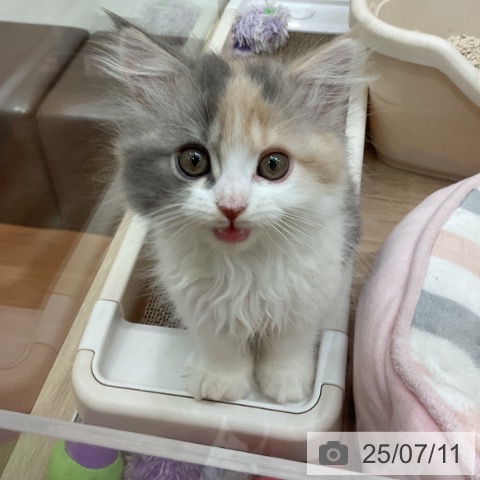ラガマフィンの写真