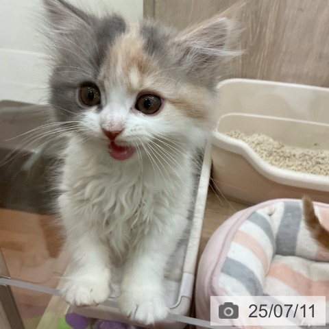 ラガマフィンの写真