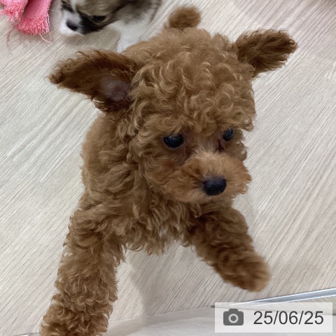 トイ・プードルの写真
