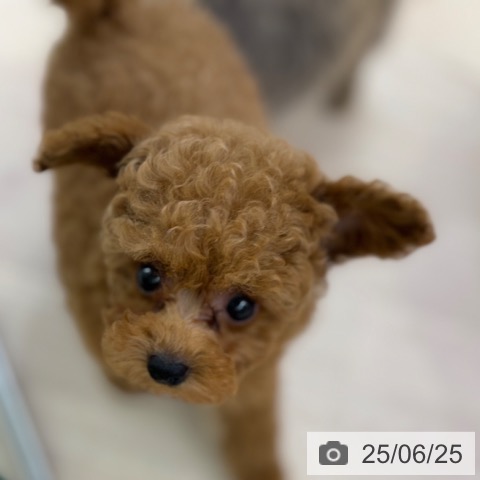 トイ・プードルの写真