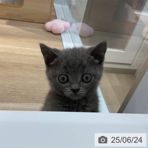 ブリティッシュショートヘアの写真