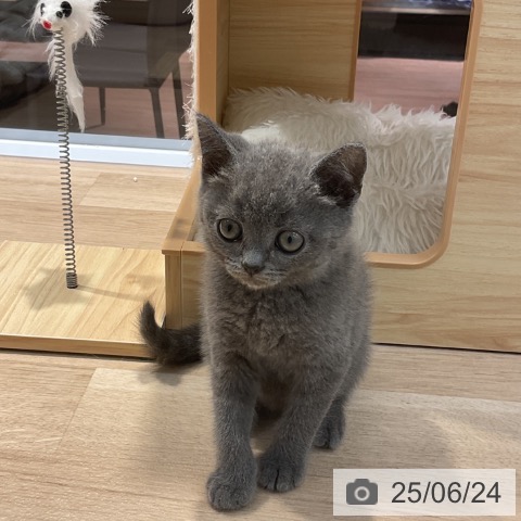 ブリティッシュショートヘアの写真