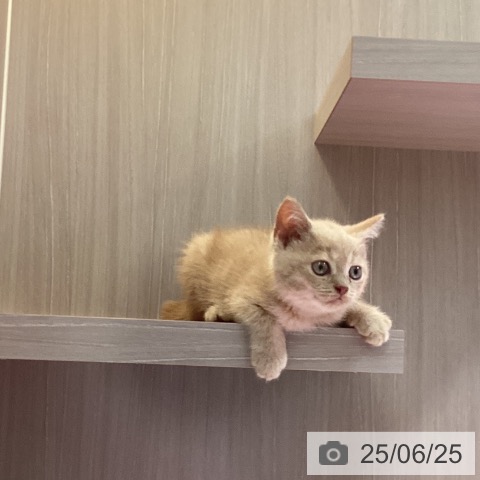 ブリティッシュショートヘアの写真