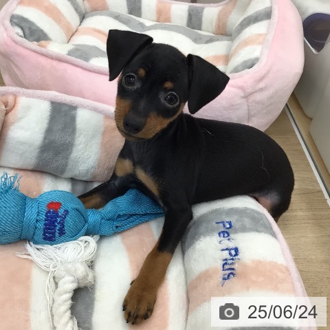 ミニチュア・ピンシャーの写真