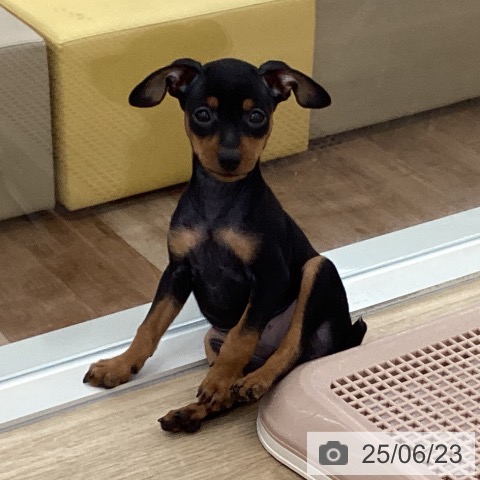 ミニチュア・ピンシャーの写真