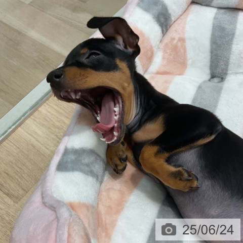 ミニチュア・ピンシャーの写真