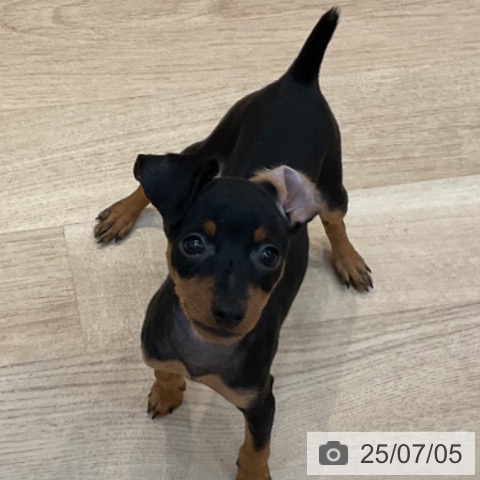 ミニチュア・ピンシャーの写真