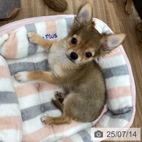 チワワの写真