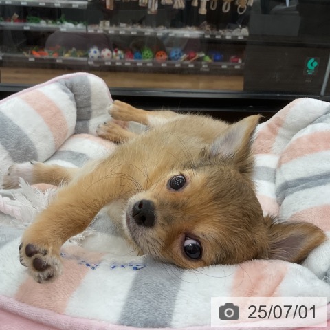チワワの写真