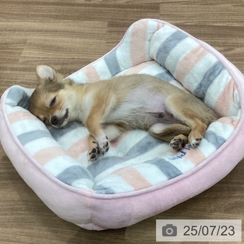 チワワの写真