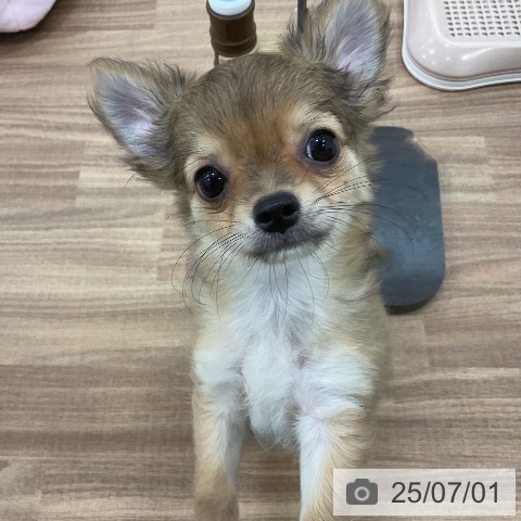 チワワの写真