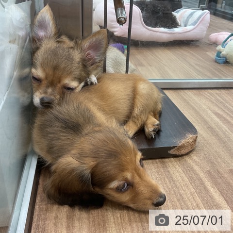 チワワの写真