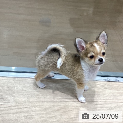 チワワの写真