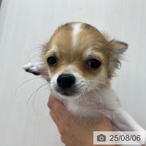 チワワの写真