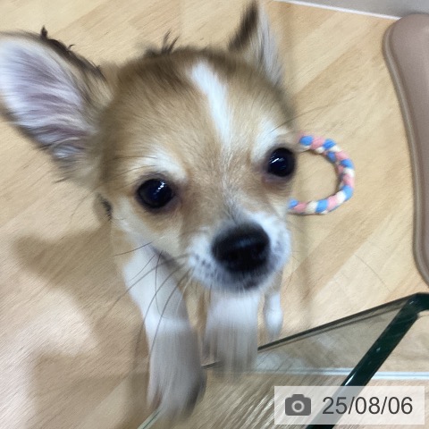 チワワの写真