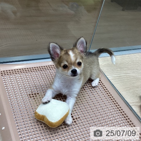 チワワの写真