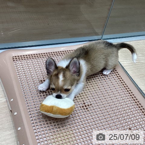 チワワの写真