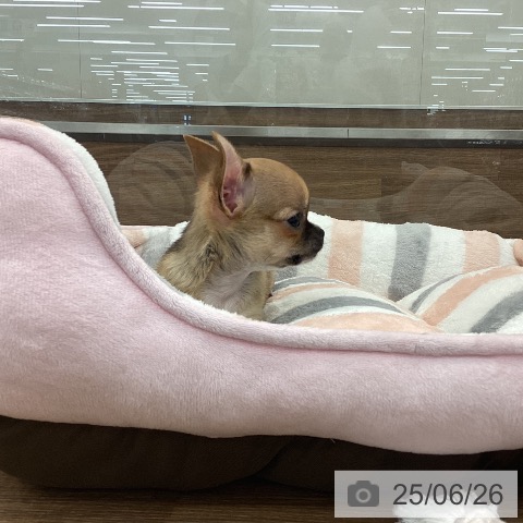 チワワの写真