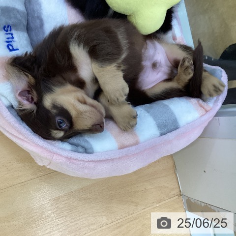 ミニチュア・ダックスフンドの写真