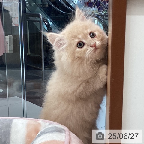 サイベリアンの写真