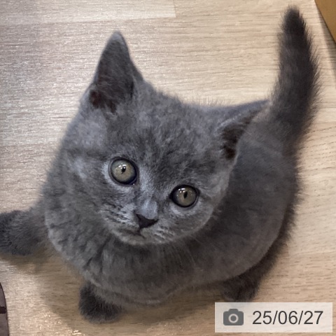 ブリティッシュショートヘアの写真