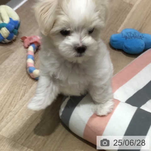 マルチーズの写真