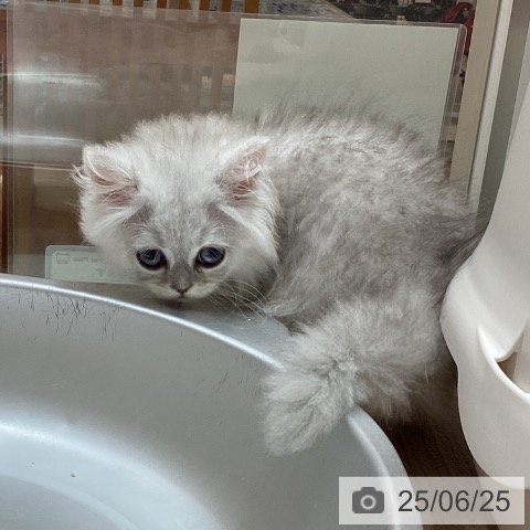 ペルシャの写真
