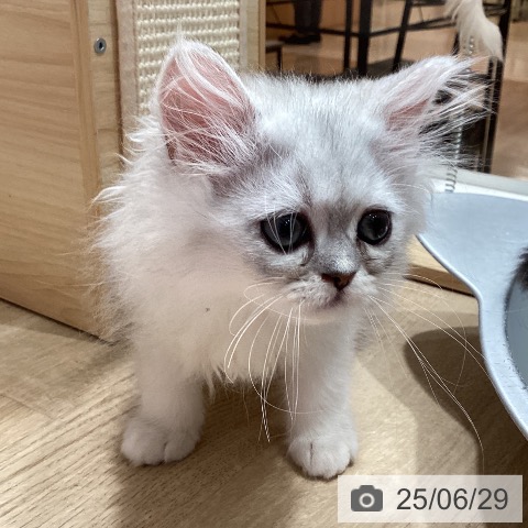 ペルシャの写真