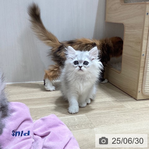 ペルシャの写真