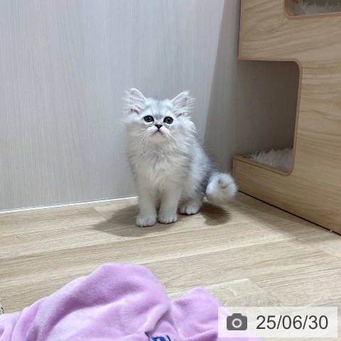 ペルシャの写真