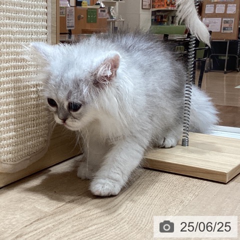 ペルシャの写真