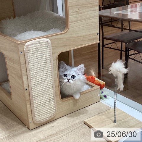 ペルシャの写真