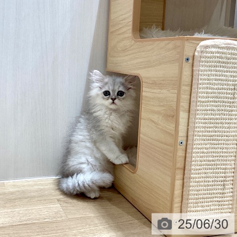 ペルシャの写真