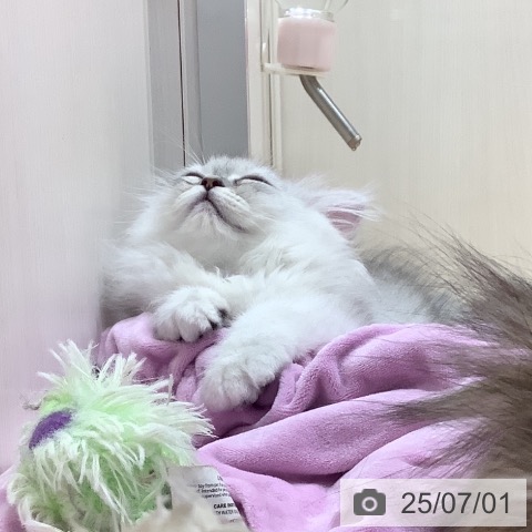 ペルシャの写真