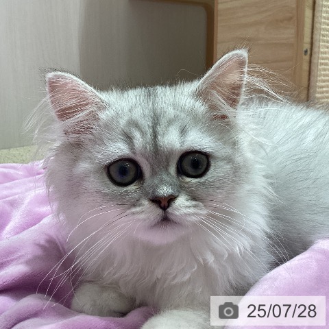 ペルシャの写真
