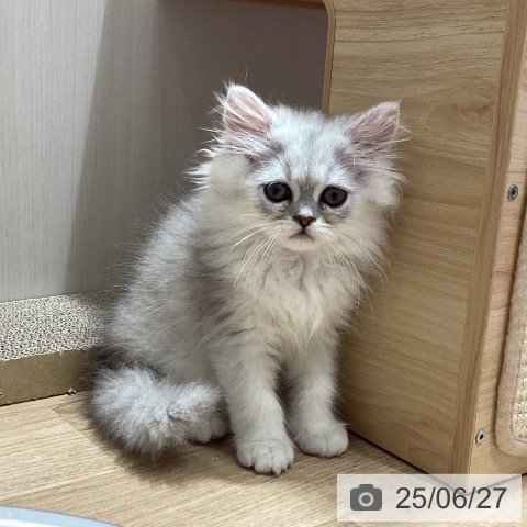 ペルシャの写真