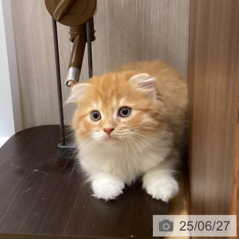 スコティッシュフォールドの写真