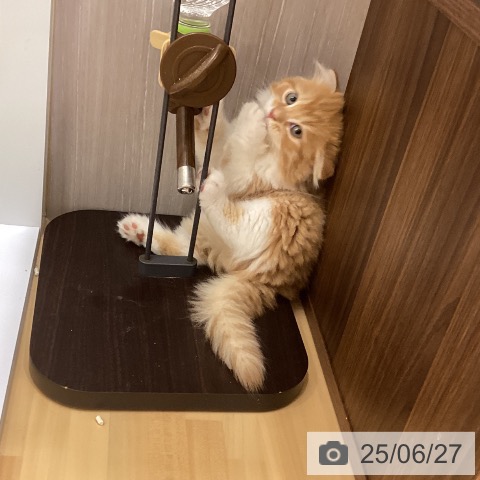 スコティッシュフォールドの写真