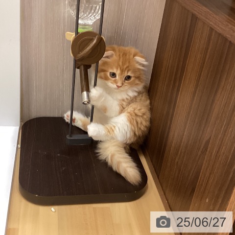 スコティッシュフォールドの写真