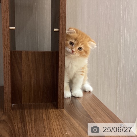 スコティッシュフォールドの写真