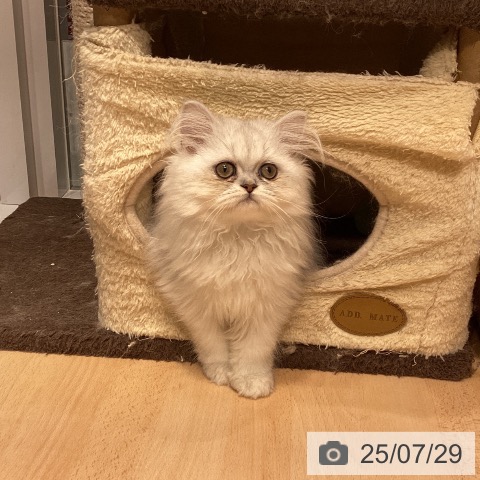 ペルシャの写真