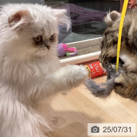 ペルシャの写真