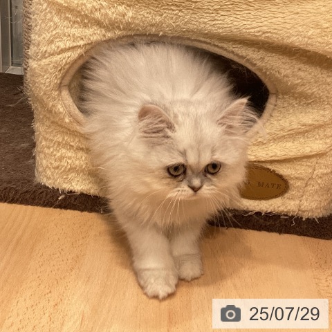 ペルシャの写真