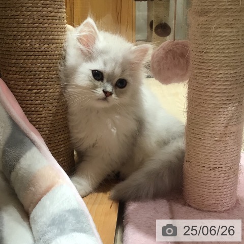 ペルシャの写真